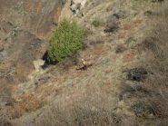 Zoom su camoscio impaurito