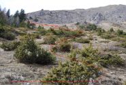 Il percorso di salita, appena usciti dalla pineta dopo l’alpeggio.