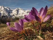 è primavera