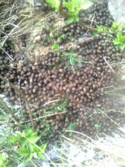 04 - Subito sotto la cappella di Rocca Sella... i camosci del canalonecentrale... quest'anno l'hanno fatta grossa!!!