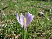 Splendida fioritura primaverile.