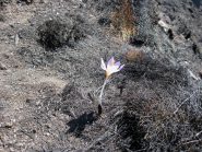Nonostante il fuoco, si fiorisce !