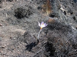 Nonostante il fuoco, si fiorisce !