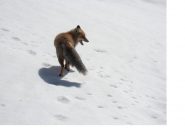 Un piacevole incontro alle Alpi Gran Colet