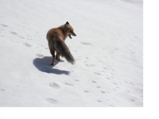 Un piacevole incontro alle Alpi Gran Colet