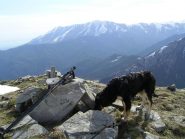 Indagini olfattive di Pucci sulla cima del Testas.....