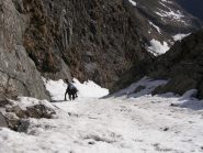 Occi nella parte mediana del canalone