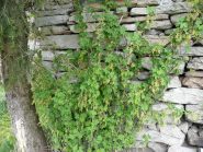 Ribes