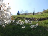 ciliegi in fiore