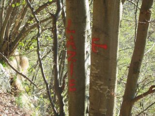 Indicazioni su alberi