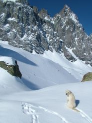 Un improvvisato compagno di salita