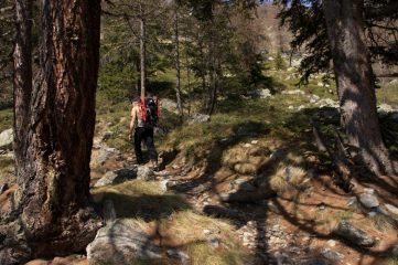 in salita nel bosco a quota 1930 m