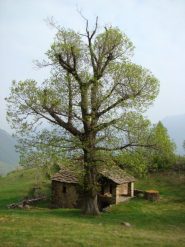 a Piavonetto