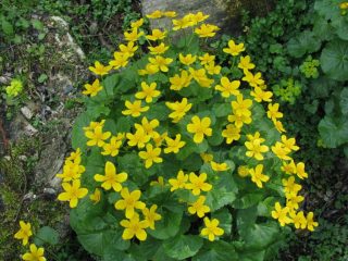 E' Primavera