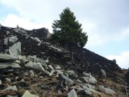 il pino solitario ha resistito all'incendio