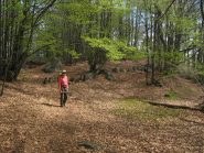 La bella faggeta poco prima di Serre de Biel