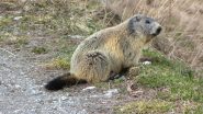 ma che bella marmotta !! (25-4-2011)