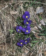 violette