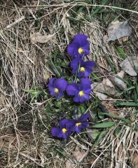 violette
