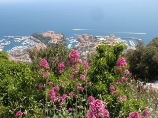 la fioritura