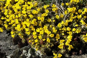 La primavera scalpita