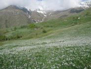 Fioritura di narcisi al piano Vasivressa