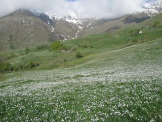 Fioritura di narcisi al piano Vasivressa