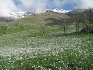 Vasivressa: fioritura di narcisi