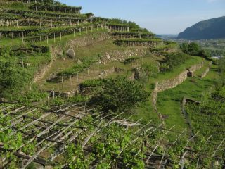 Vigneti sopra Airale