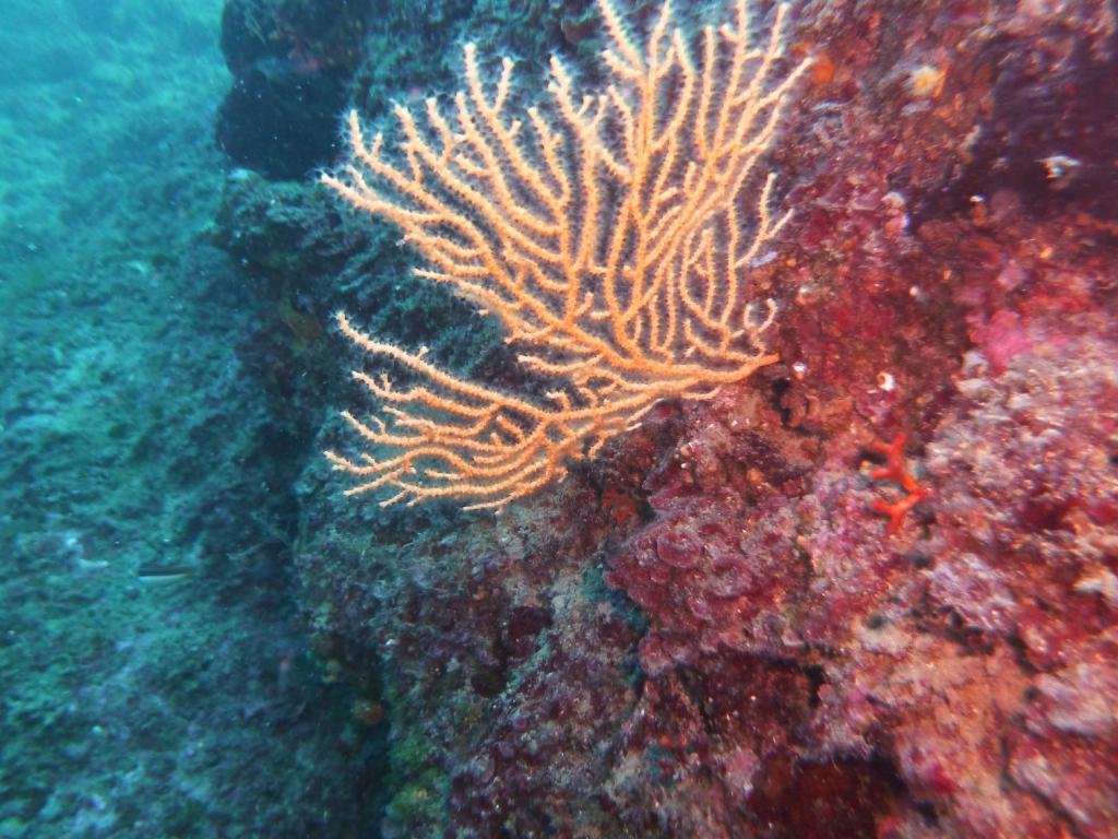 gorgonia gialla