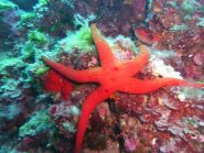 hacelia attenuata