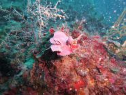 pseudolithophyllum expansum