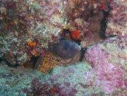 murena