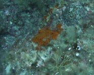 spirastrella cunctatrix
