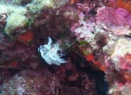 protula tubularia