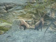 una bell accoglienza nel parco dl granpa