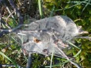 Nido processionaria della quercia