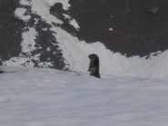 sentinella alpina