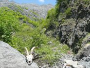 Ambiente risalendo il rio Pogallino