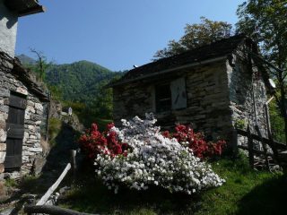 Pogallo