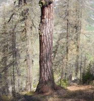 uno dei larici con più di 500 anni