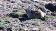 l'incontro inatteso con una bella marmotta (8-5-2011)