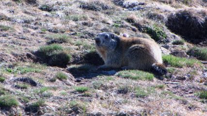 l'incontro inatteso con una bella marmotta (8-5-2011)