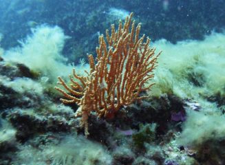 gorgonia gialla