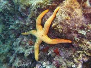 hacelia attenuata