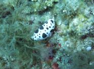 nudibranco-discodoris atromaculata