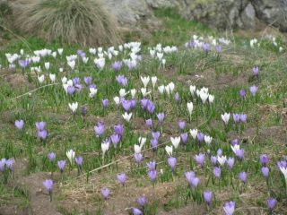 Crocus al Paradis