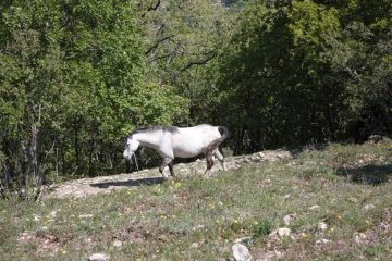 Un inatteso compagno di gita.