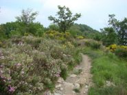 sentiero della passeggiata nel bosco