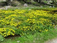 fioritura primaverile